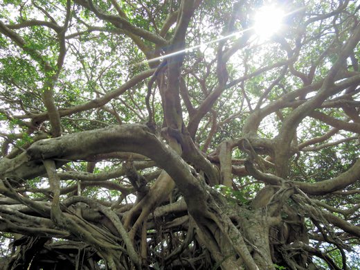 徳之島：ガジュマルの木