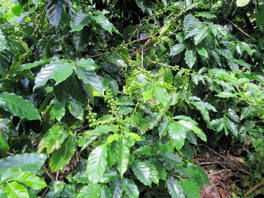 徳之島産コーヒーを活用した奄美群島・徳之島における地域活性化のための政策を提案